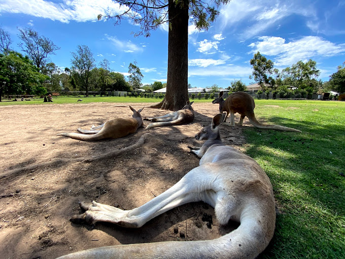 Lone Pine Koala Sanctuary